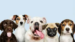 飼うのを避ける傾向にある7つの犬種：その欠点とは